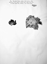 Umbilicaria hirsuta image